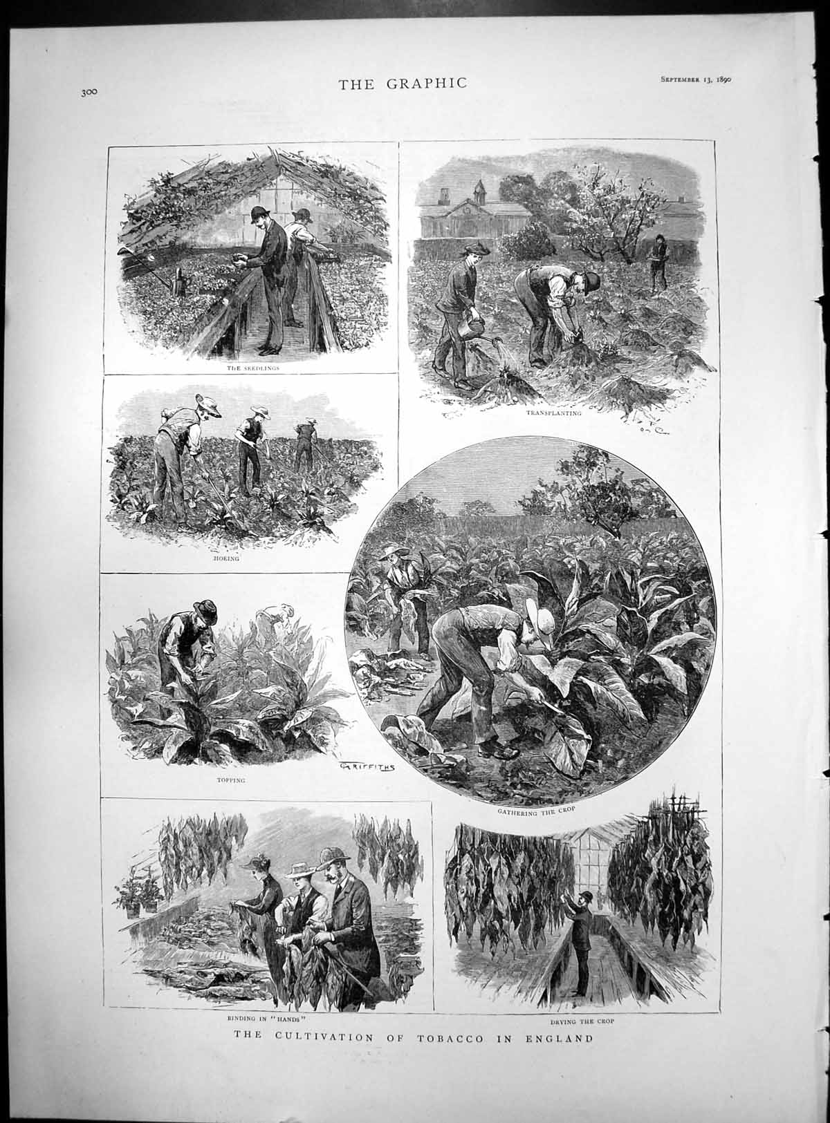 Old Print Cultivation Tobacco England Transplanting Seedlings Drying 1890 19th
