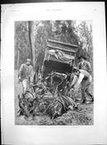 Old Mired Travelling Under Difficulties Tasmania Horses Carriage 1890 Victorian