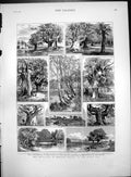 Old Dedication Burnham Beeches Public Use Common Fish Pond Walks 1883 Victorian