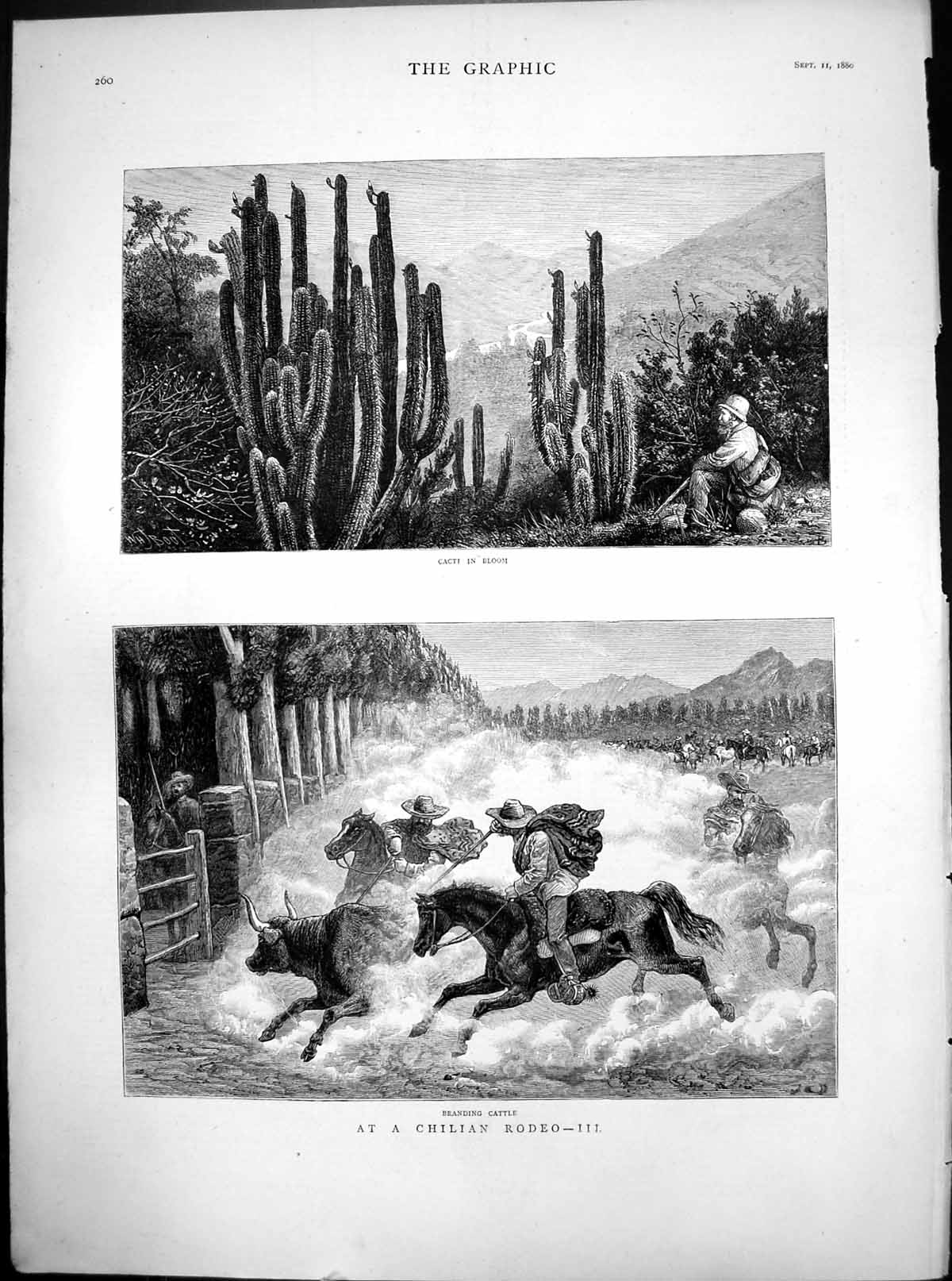 Old Chilean Rodeo Iii Cacti Bloom River Branding Cattle Horseback 1880 19th