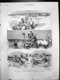 Old India Hunting Black Buck With Cheetah Baroda Oxen Cart Turbans 1882 19th