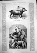 Old Print Bush Dog Zoo Preparation Gentleman Buttoned Breeches Table 1879 19th