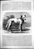 Old Print Garry Remarkable Hybrid Dog Exhibited Birmingham Dog Show 1875 19th