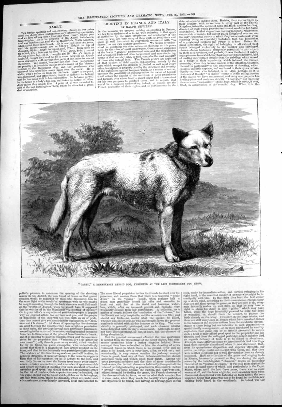 Old Print Garry Remarkable Hybrid Dog Exhibited Birmingham Dog Show 1875 19th