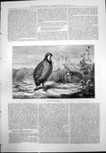 Old Red-Legged Partridge Natural Habitat Standing Resting Grasses 1875 19th