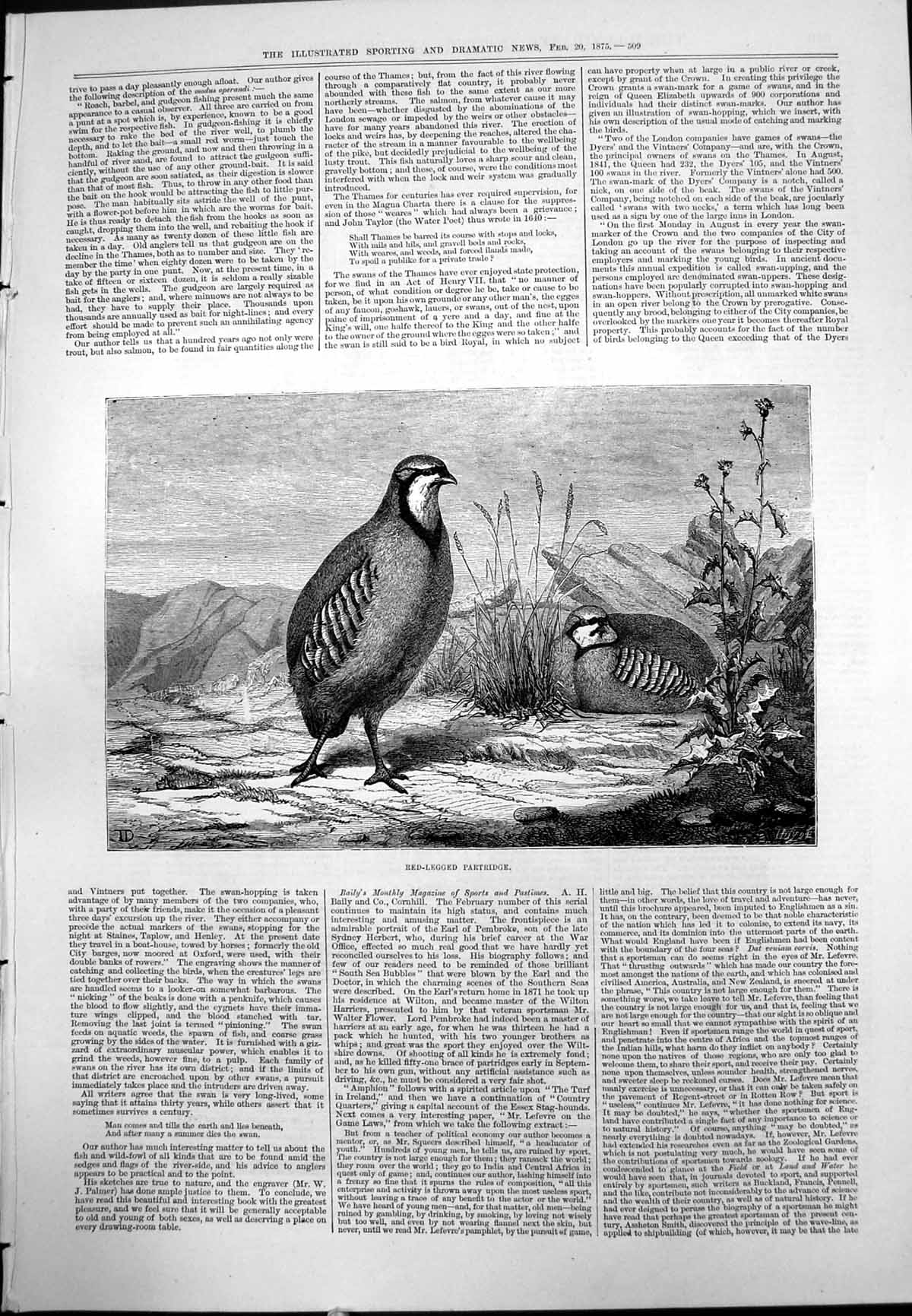 Old Red-Legged Partridge Natural Habitat Standing Resting Grasses 1875 19th