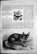 Old Demerarian Cock Natural Habitat Silver-Backed Fox R H Moore 1875 Victorian