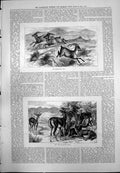 Old Print Himalayan Ibex Leaping Rocks Goa Ravine Deer Shrubs Cacti 1875 19th