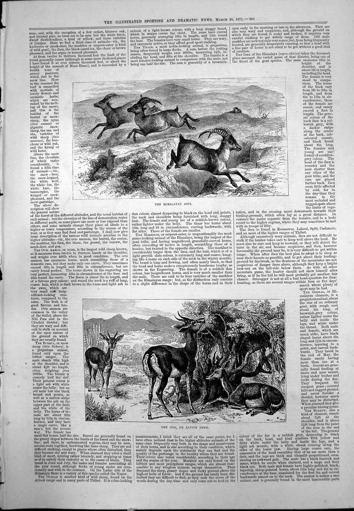 Old Print Himalayan Ibex Leaping Rocks Goa Ravine Deer Shrubs Cacti 1875 19th