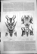 Old Print South African Game Sassaybe Koodoo Eland Steinbok Blesbok Pallah 1875