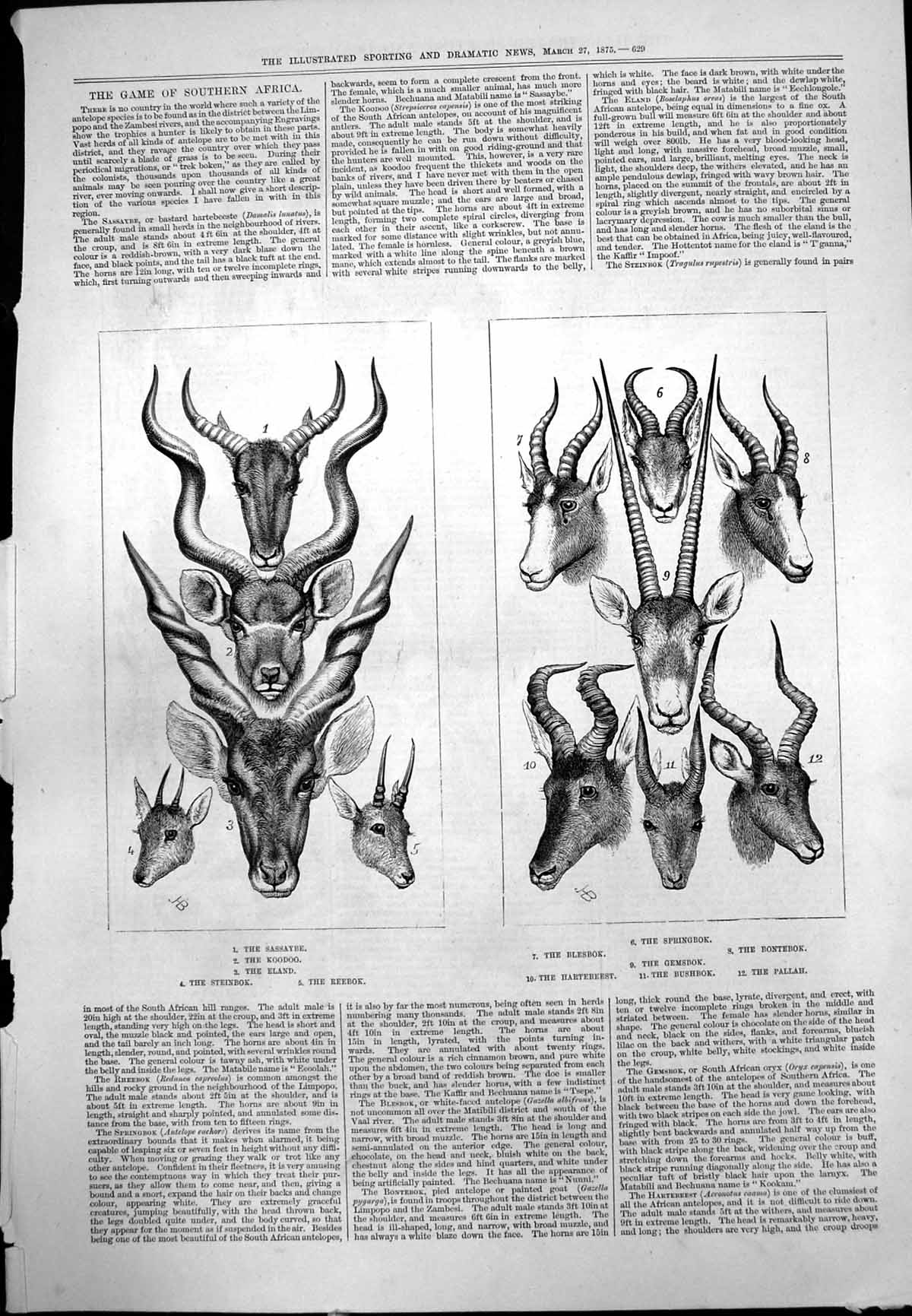 Old Print South African Game Sassaybe Koodoo Eland Steinbok Blesbok Pallah 1875