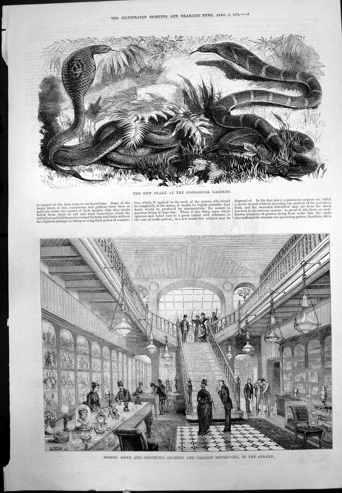Old New Snake Zoo Gardens Asser Sherwins Archery Cricket Strand 1875 Victorian