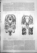 Old South African Game Oryx Leopard Gnoo Cheetah Quagga Blaubok 1875 Victorian