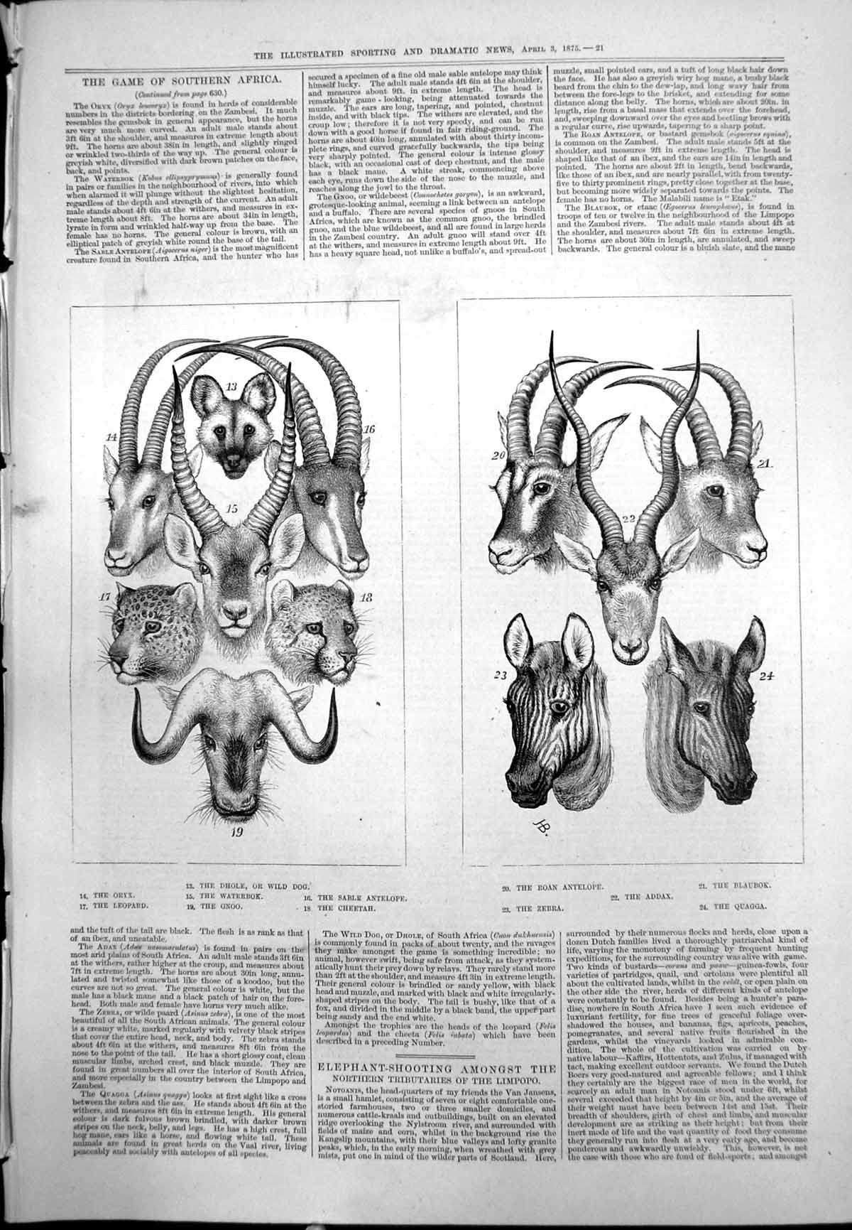 Old South African Game Oryx Leopard Gnoo Cheetah Quagga Blaubok 1875 Victorian