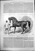 Old Print Muley Moloch Black Stallion Fathers English Stud Stableman 1875 19th