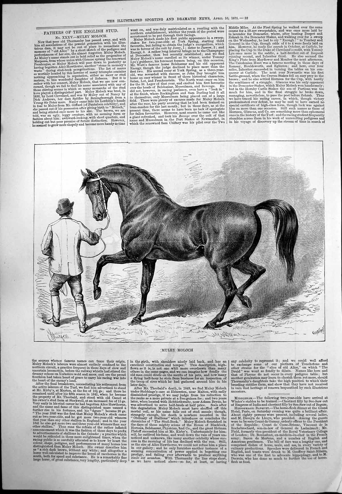 Old Print Muley Moloch Black Stallion Fathers English Stud Stableman 1875 19th