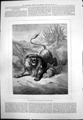 Old Print Monarch Waste Gustave Dore Fearsome Lion Claws Dusty Cacti 1875 19th