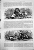 Print Rival Suitors Male Lions Attacking Female Lion Bay Hounds Shooting 1875