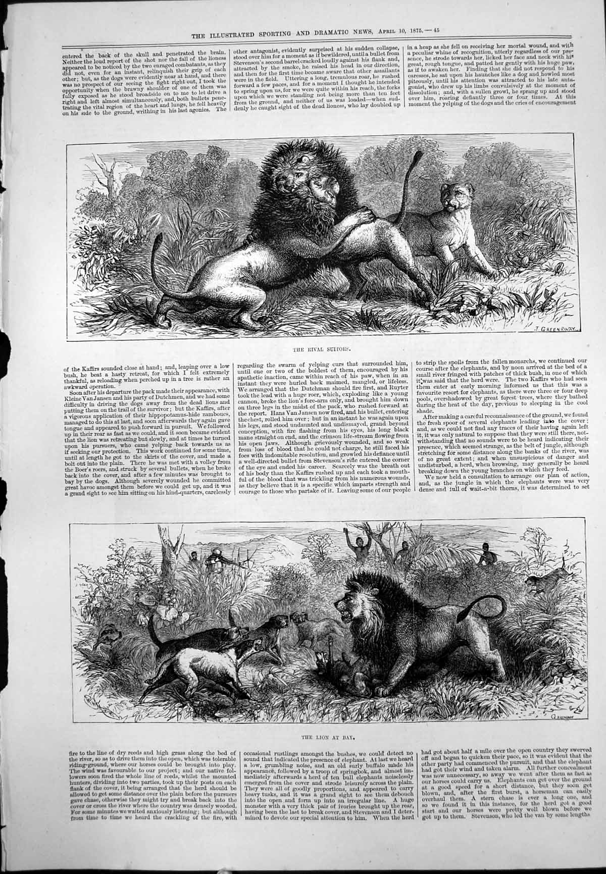Print Rival Suitors Male Lions Attacking Female Lion Bay Hounds Shooting 1875