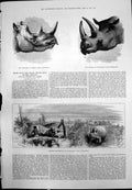 Old Print Mochocho White Rhinoceros KeitloaHorned Black Shooting 1875