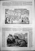 Old Print Meet Owl Hounds Broadside Miss-Shot Pheasant Gun Dog Horse 1876 19th