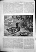 Antique Old Print Food Bowl Snowy Ground Duck After Me Sparrows Branches 1877