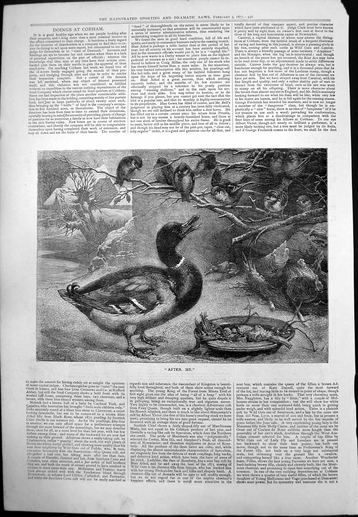 Antique Old Print Food Bowl Snowy Ground Duck After Me Sparrows Branches 1877