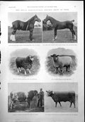 Old Print Royal Agriculturalshow York Shire Stallion Lincoln Ram Shorthorn 1900