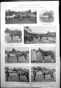 Old Crystal Palace Polo Pony Show Judges Selling Winners Mare Colt 1900 20th