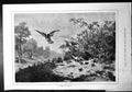 Old Family Danger Game Bird Hiding Chicks Under Feathers Bird Prey 1879 19th
