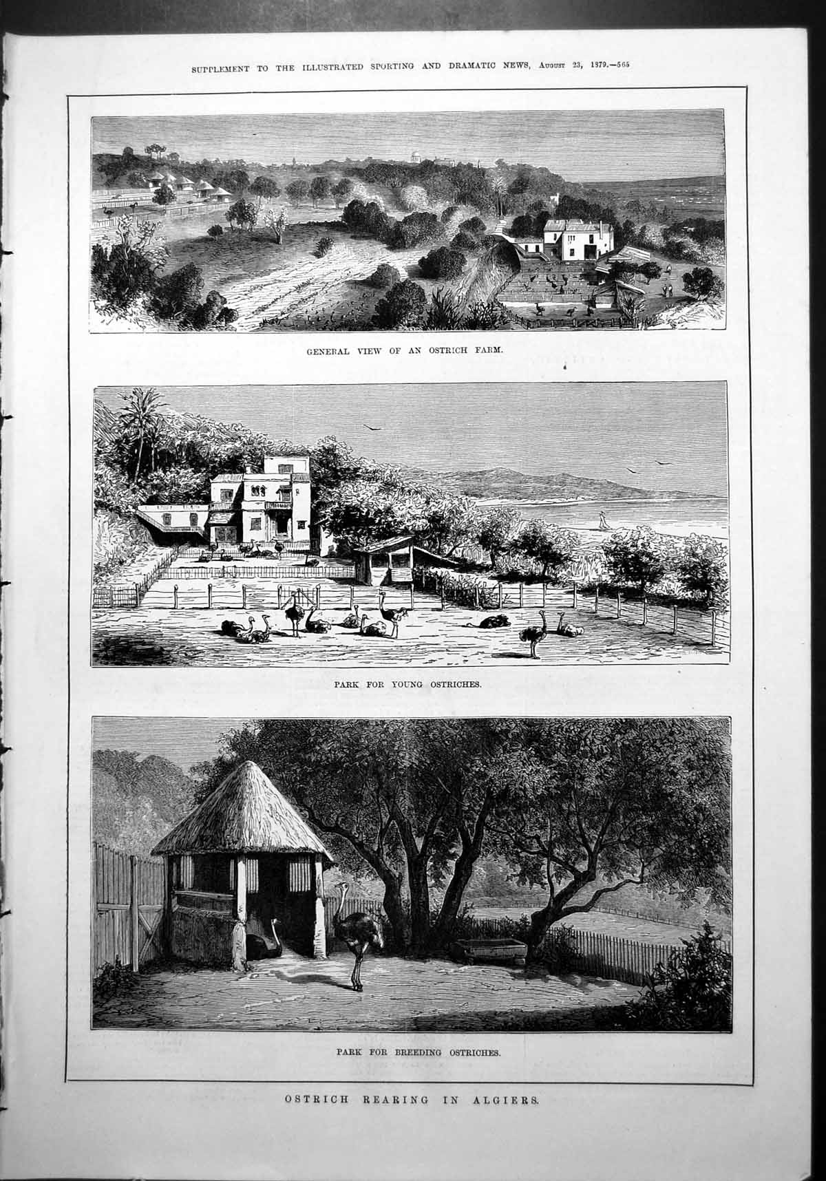 Old Print Ostrich Rearing Algiers Farm Park Young Breeding Buildings 1879 19th