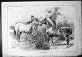 Old Friendly Greeting Horses Nuzzling Over Picket Fence Sturgiss 1879 Victorian