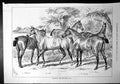 Old Belhus Stud Horses Atalanta Avel Durandel Bishop Sir Evelyn 1879 Victorian
