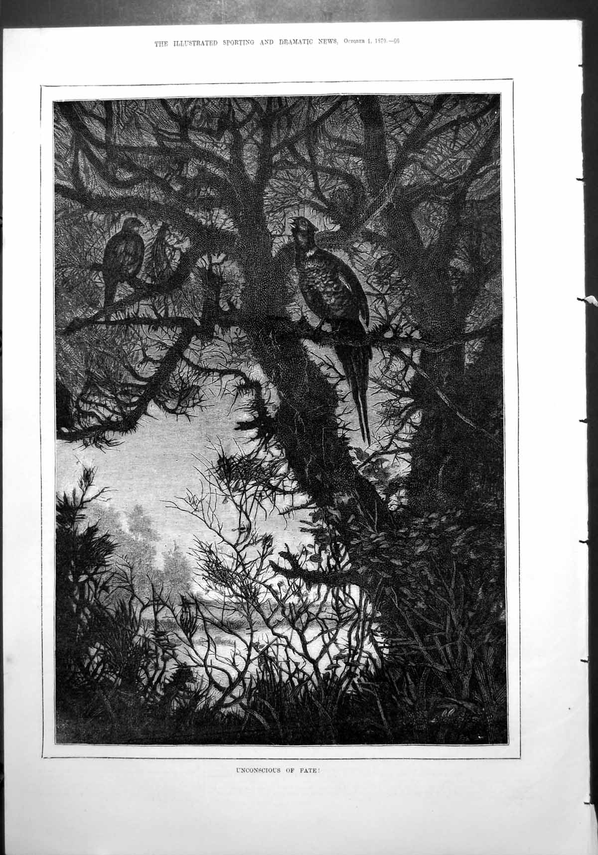 Antique Old Print Pheasant Calling Pine Tree Bird Prey Watching Thorny 1879