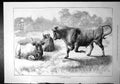 Old Dangerous Colour Bull Snorting Ladies Parasol Crossing Field 1879 Victorian