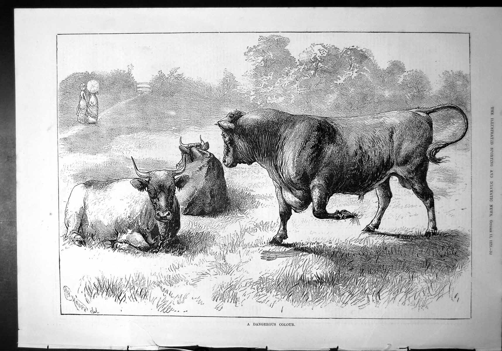 Old Dangerous Colour Bull Snorting Ladies Parasol Crossing Field 1879 Victorian