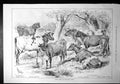 Old Print Prize Cattle Dairy Show Jersey Ayrshire Guernsey Shorthorn 1879 19th
