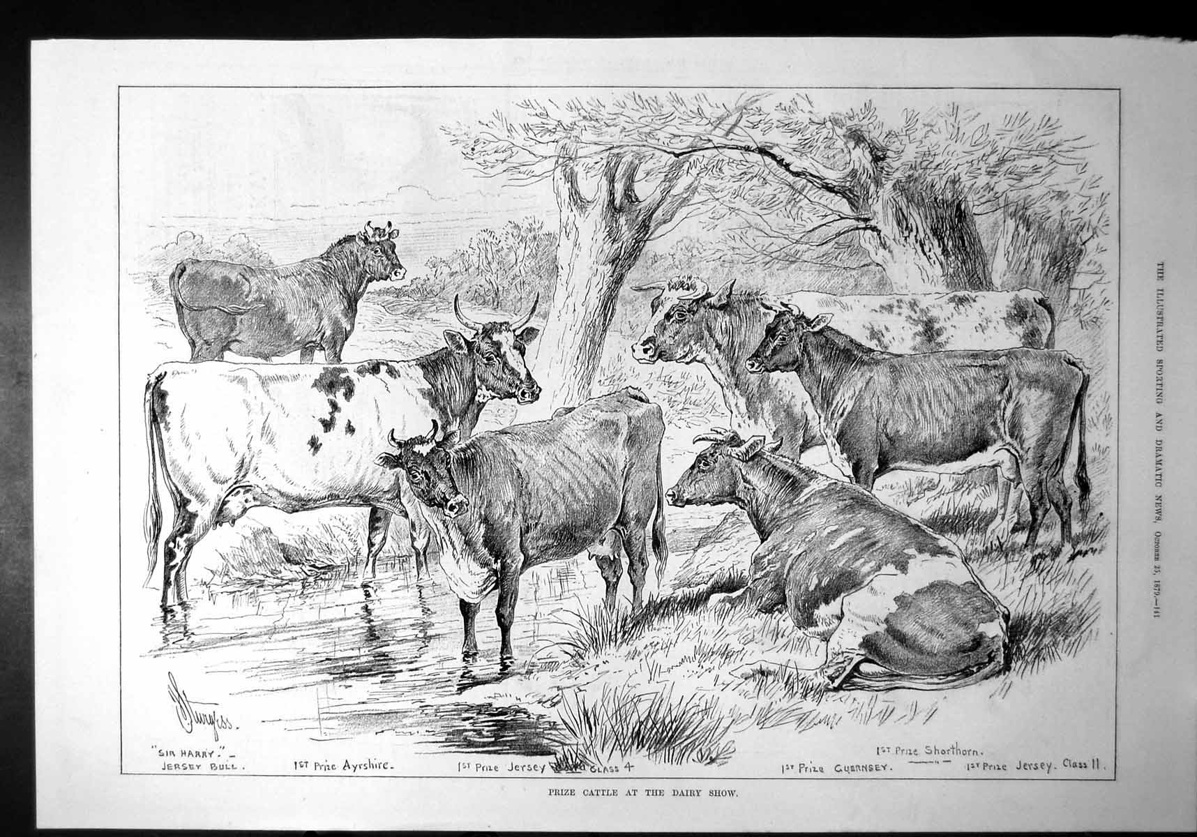 Old Print Prize Cattle Dairy Show Jersey Ayrshire Guernsey Shorthorn 1879 19th