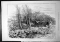 Old Woodcock Shooting Two Men Gun Silver Birch Bracken Dog Woods 1879 Victorian