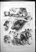 Old Prize Winners Cattle Show Islington RH Moore Cows Bulls Sheep 1879 19th