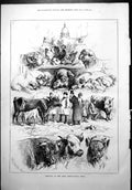 Old Print Sketches Paris Agricultural Show Poultry Pigs Cattle Sheep 1878 19th