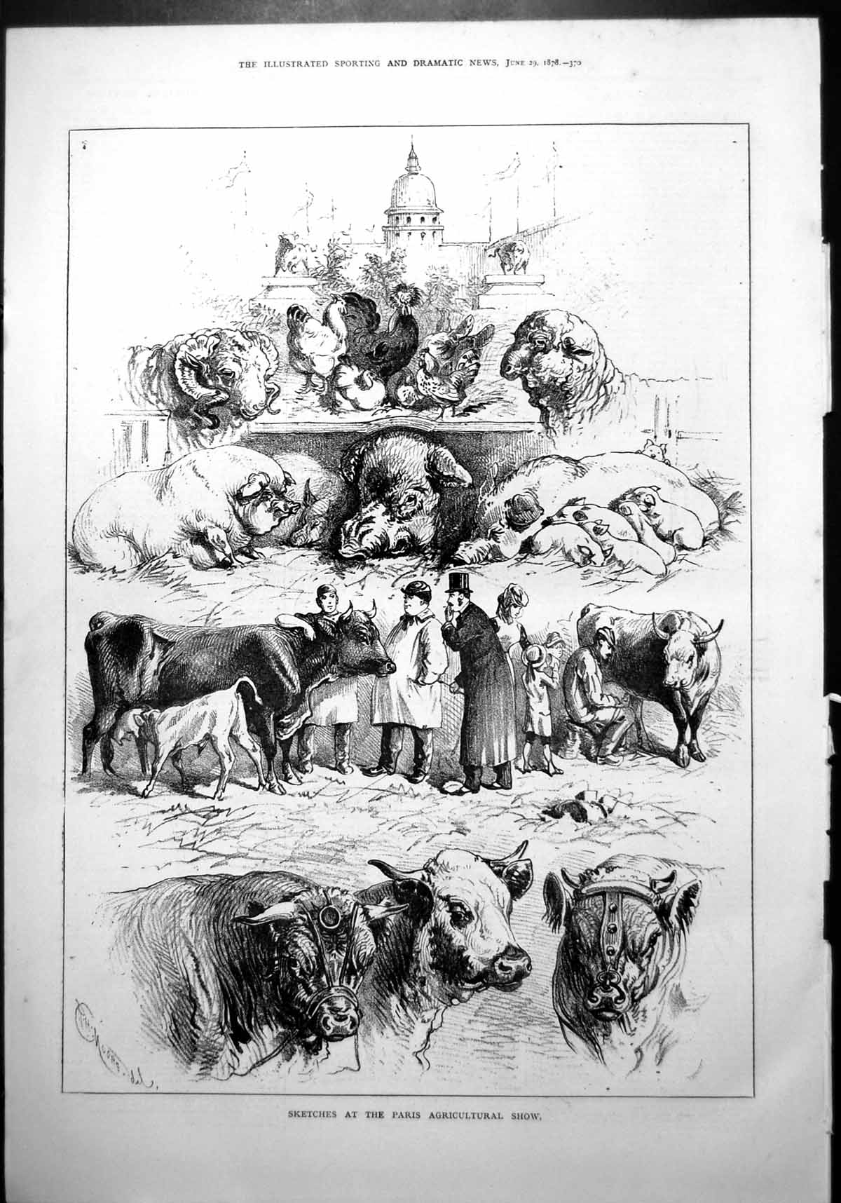 Old Print Sketches Paris Agricultural Show Poultry Pigs Cattle Sheep 1878 19th