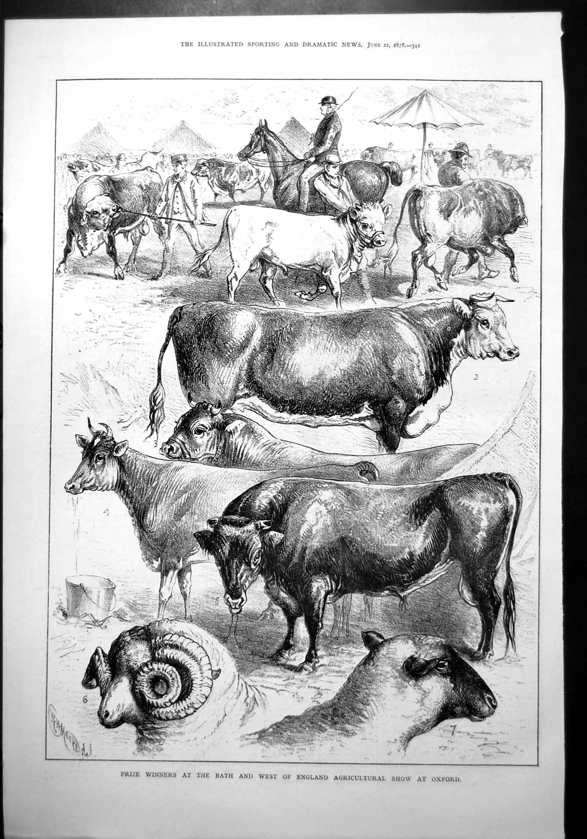 Old Prize Winners Bath West England Agricultural Show Oxford Cattle 1878 19th
