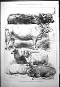 Old Print Prize Winners Smithfield Club Cattle Show Sheep Pig Strutt 1877 19th