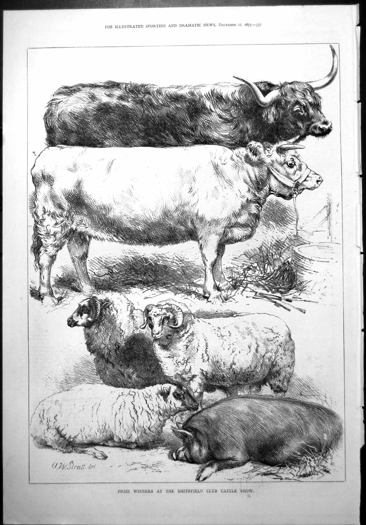 Old Print Prize Winners Smithfield Club Cattle Show Sheep Pig Strutt 1877 19th