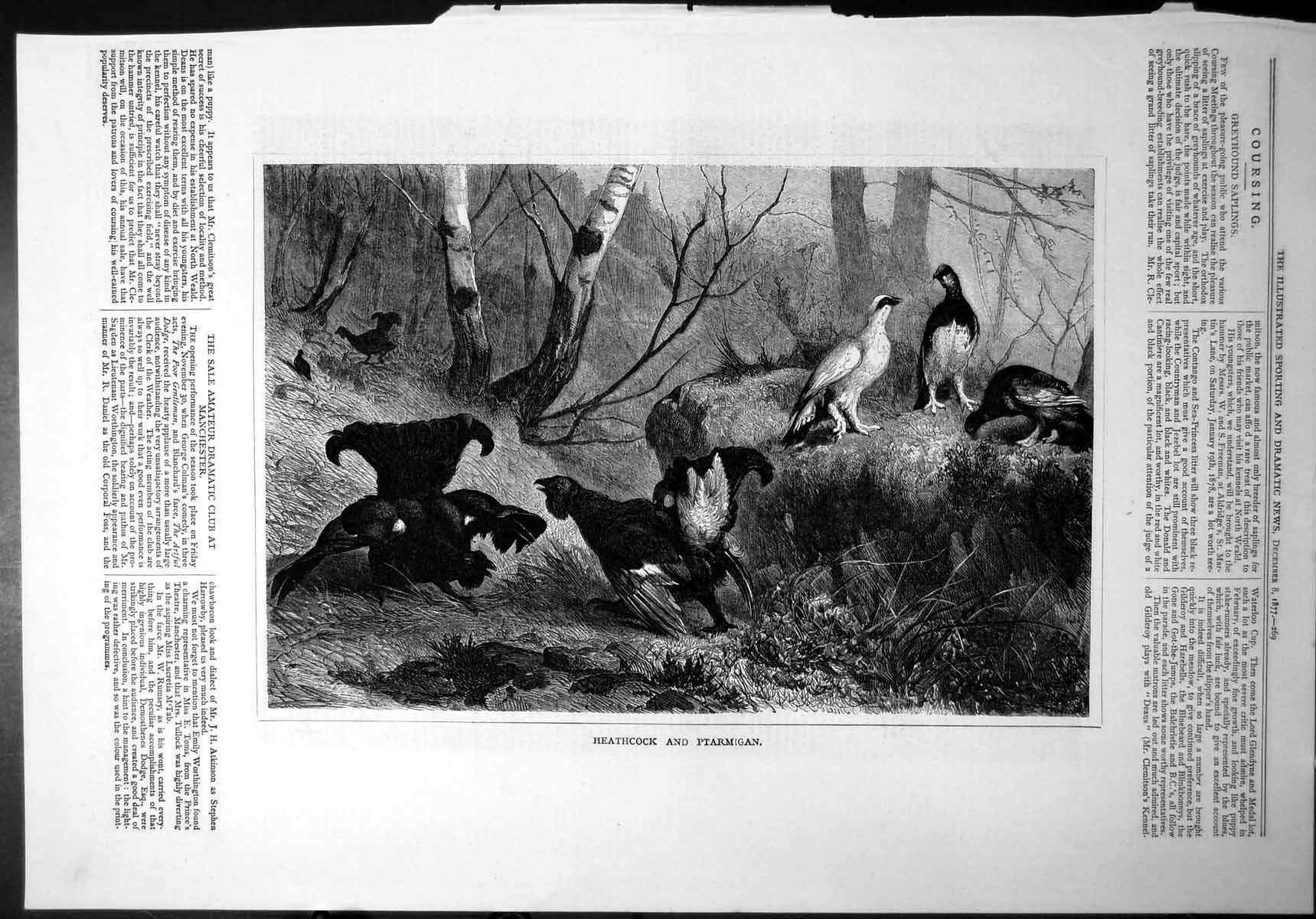 Old Heathcock And Ptarmigan Displaying Tail Feather Ritual Mating 187 Victorian