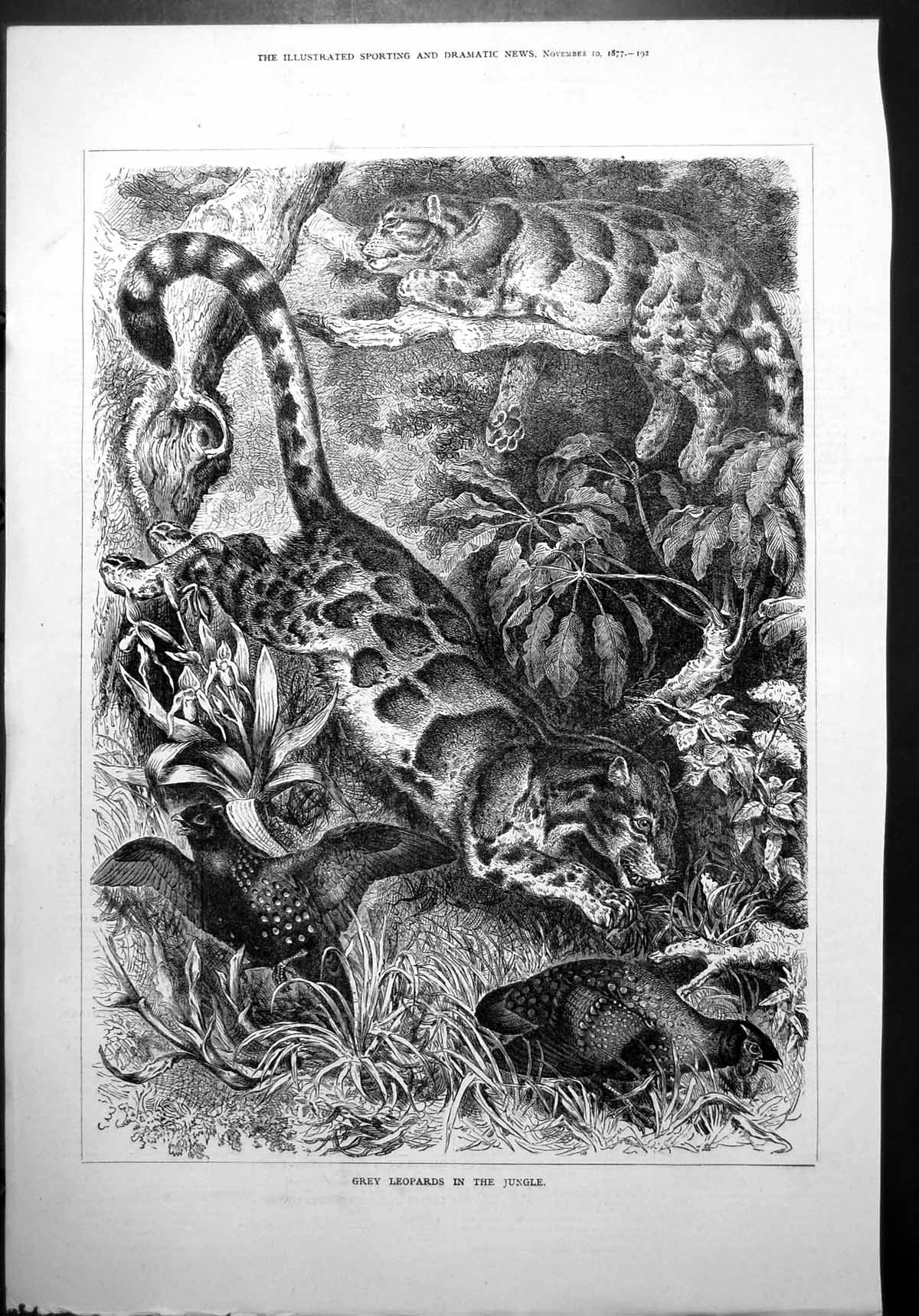 Old Grey Leopards Jungle Chasing Wildfowl Orchids Tropical Plants 187 Victorian