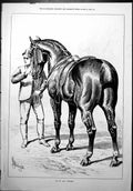 Old J. Stugess Horse Study ?Up To Any Weight ? Groom Saddle Stallion