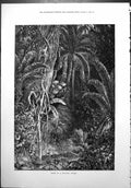 Old Scene Tropical Jungle Pool Flamingo Trees Lianas Palm Fronds 1877 Victorian