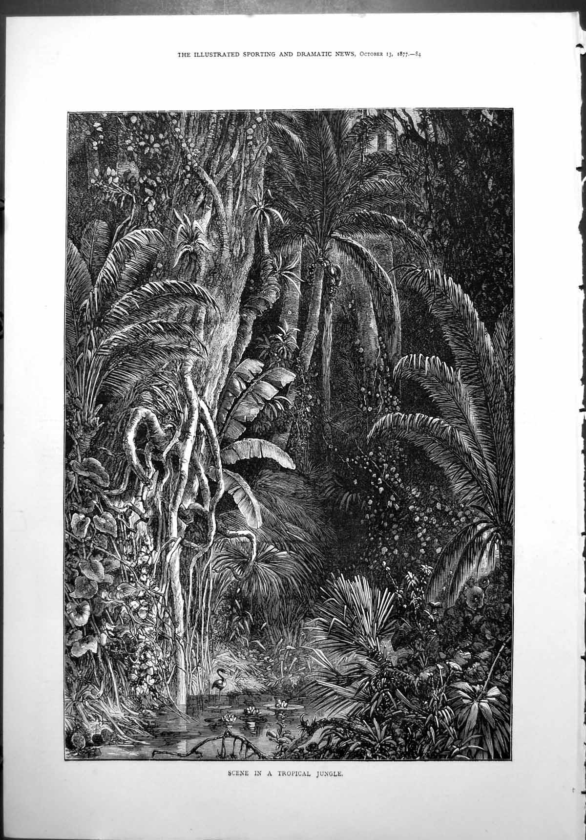 Old Scene Tropical Jungle Pool Flamingo Trees Lianas Palm Fronds 1877 Victorian